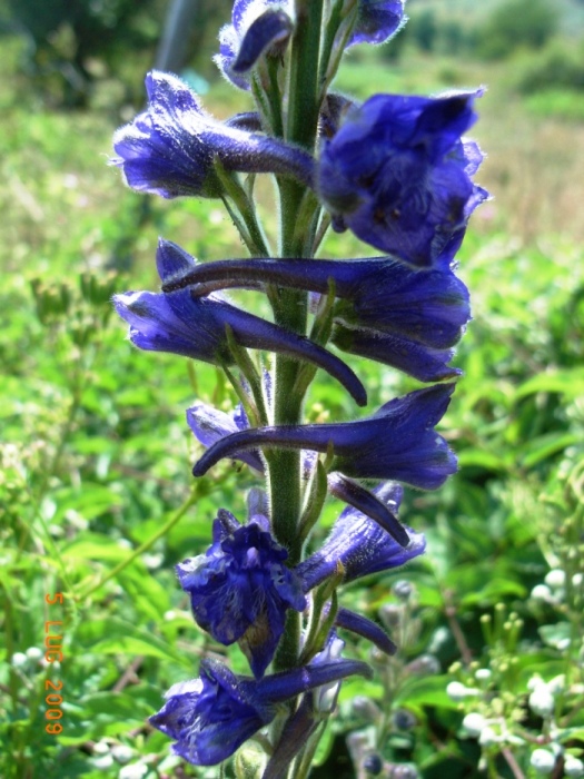 Delphinium cfr. fissum